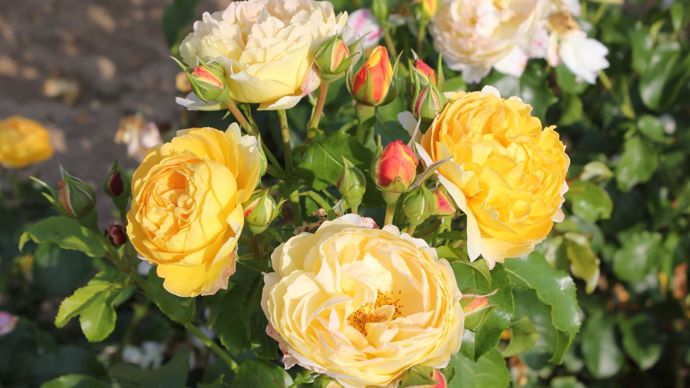 Grand Prix – 9è édition : Rosa CHATEAU DE CHEVERNY® ‘Deliaupar’. Obtenteur : Georges Delbard. ©SNHF